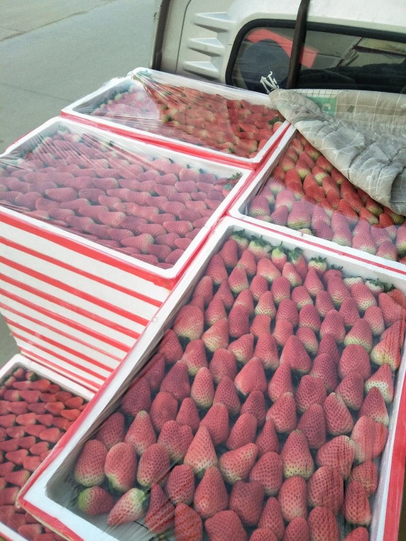 草莓