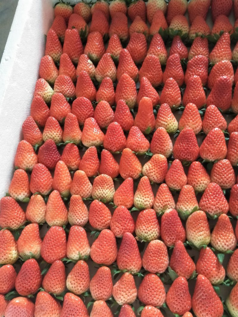 草莓