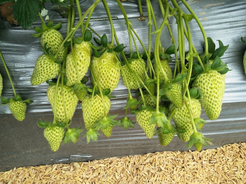 草莓