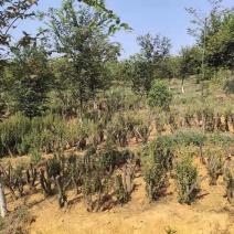 映山红矮桩