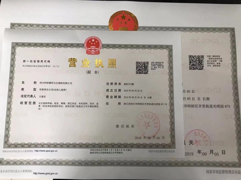 金叶苔草水生植物观赏草基地直销