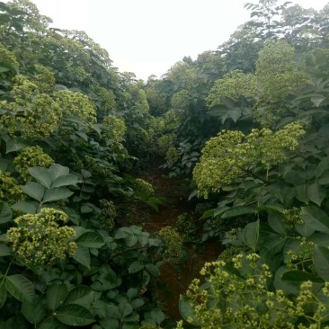 吴茱萸苗（技术共享）热销