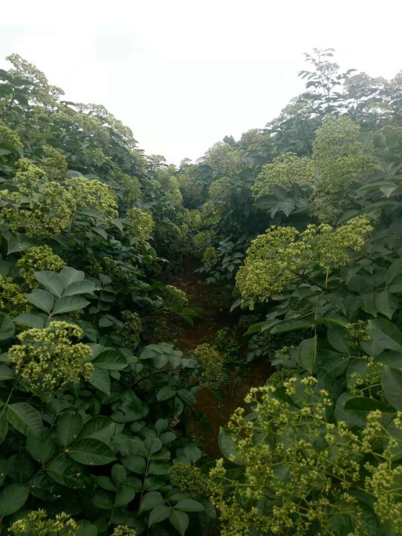 吴茱萸苗（技术共享）热销