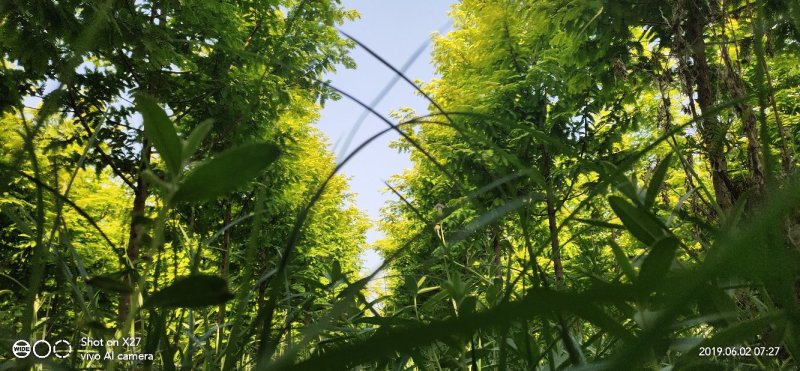 绿化苗木