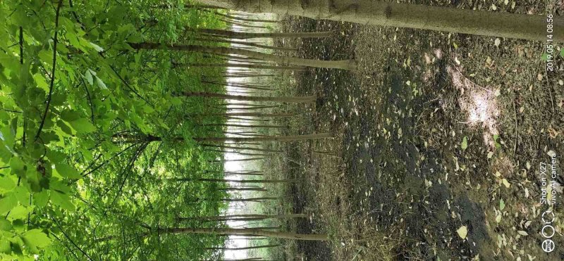 绿化苗木