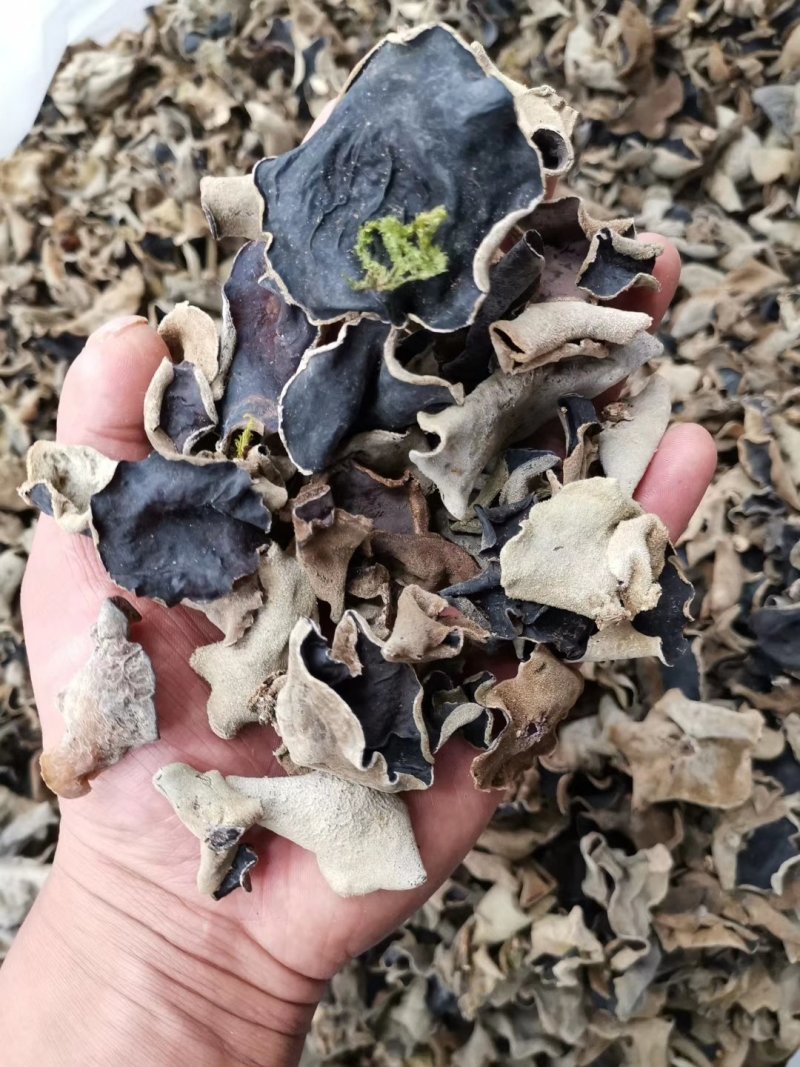 云南特产哀牢山原始森林黑木耳产地货源大量批发