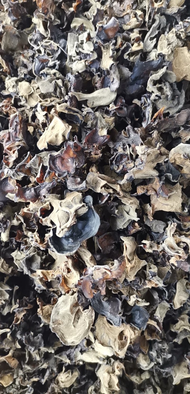云南特产哀牢山原始森林黑木耳产地货源大量批发