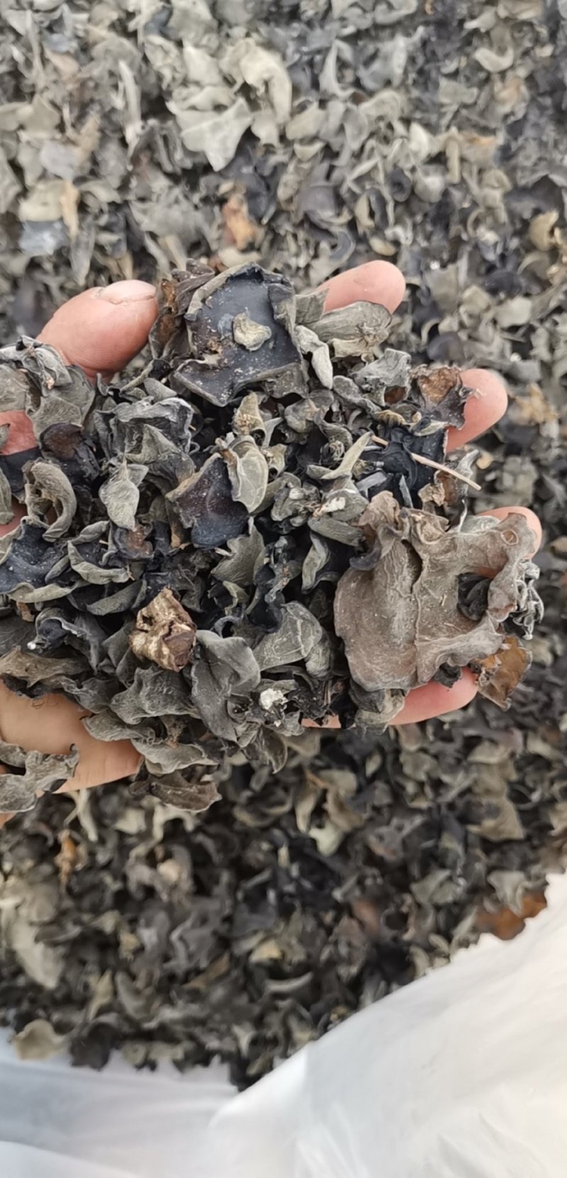 云南特产哀牢山原始森林黑木耳产地货源大量批发