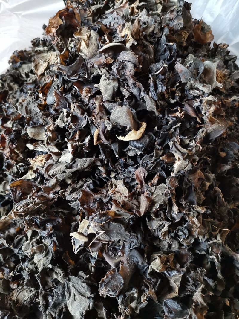 云南特产哀牢山原始森林黑木耳产地货源大量批发