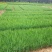 一年生侧柏20~40公分精品营养袋侧柏苗农户直销基地