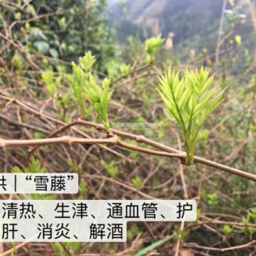 古侗寨深山里的野生藤茶