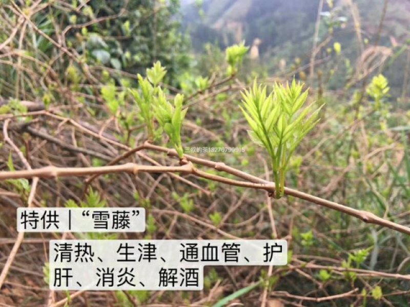 古侗寨深山里的野生藤茶