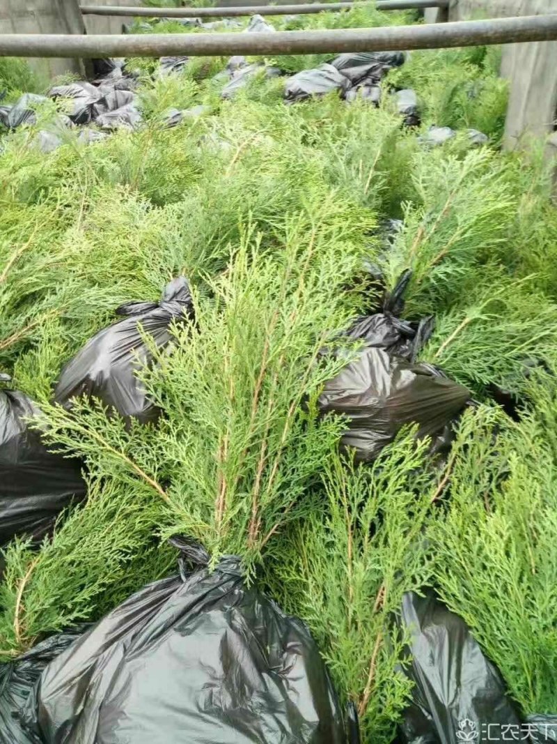 一年生侧柏20~40公分精品营养袋侧柏苗农户直销基地