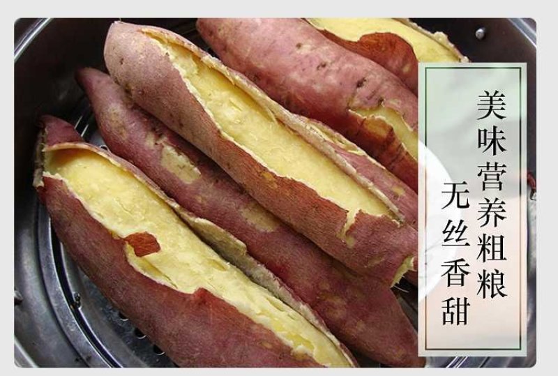现挖新鲜红薯沙土地板栗红薯农家自种一件代发