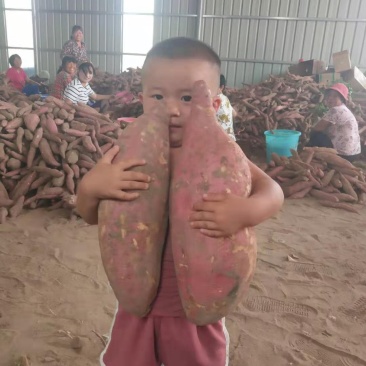 现挖新鲜红薯沙土地板栗红薯农家自种一件代发