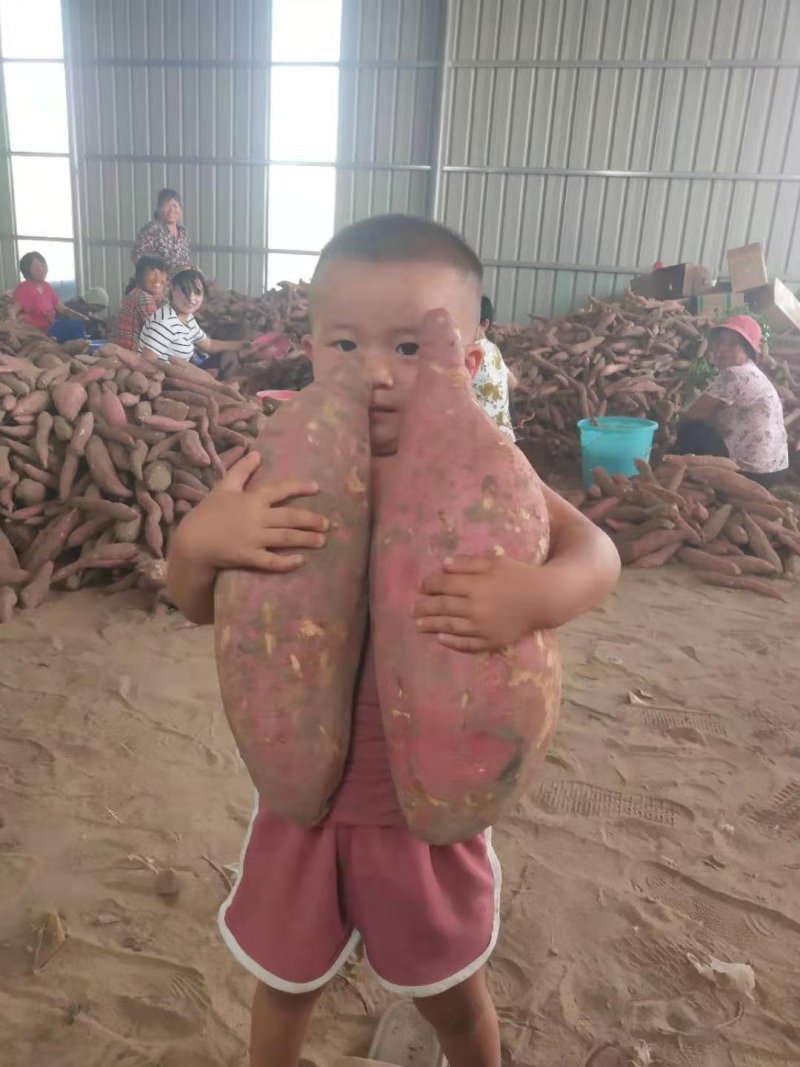 现挖新鲜红薯沙土地板栗红薯农家自种一件代发
