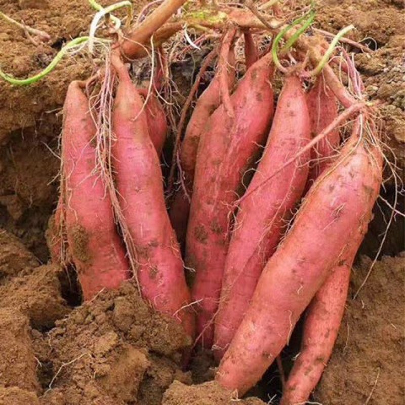现挖新鲜红薯沙土地板栗红薯农家自种一件代发