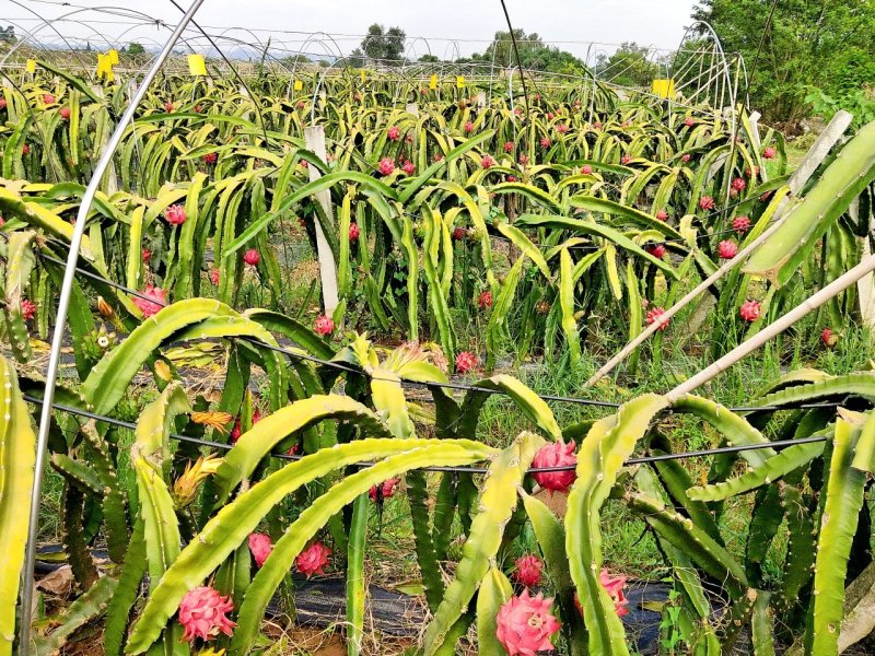 大量出售脱毒水晶仙蜜果、红心火龙果苗