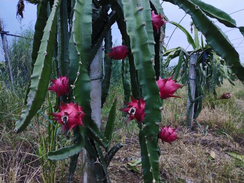 大量出售脱毒水晶仙蜜果、红心火龙果苗