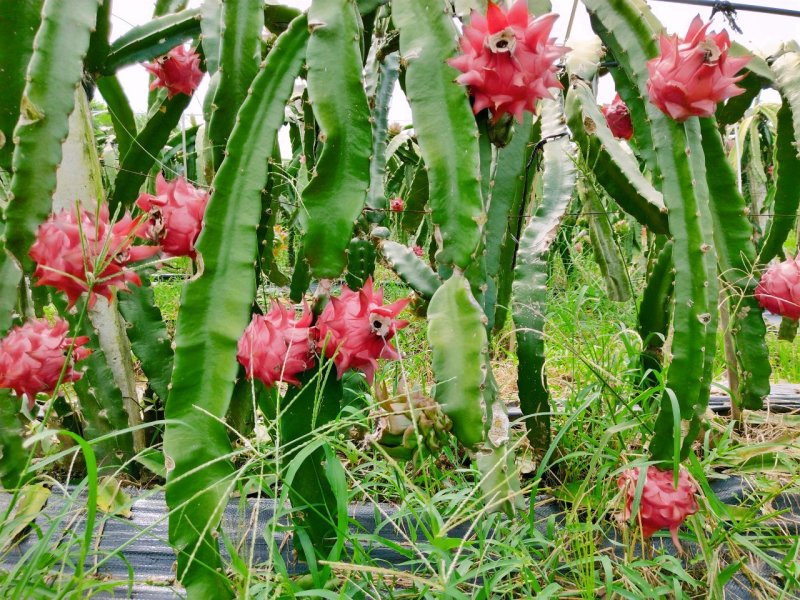 大量出售脱毒水晶仙蜜果、红心火龙果苗