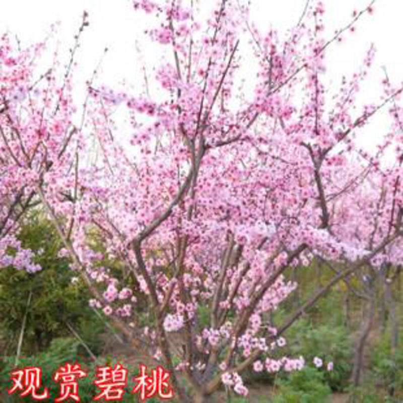 碧桃碧桃种子红叶碧桃种子北方易播种四季播种景区用苗开花