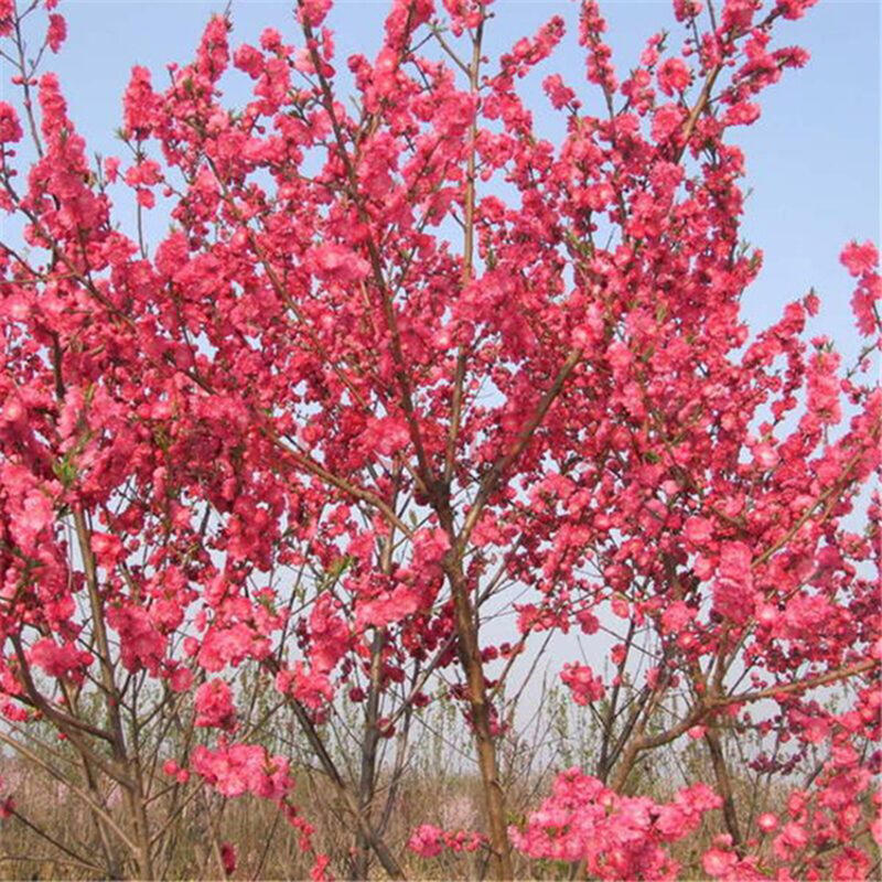 碧桃碧桃种子红叶碧桃种子北方易播种四季播种景区用苗开花