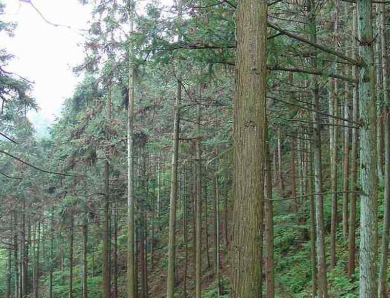 杉木优质稀有植物杉木种子柳删种子池杉种子落羽杉种子删木苗