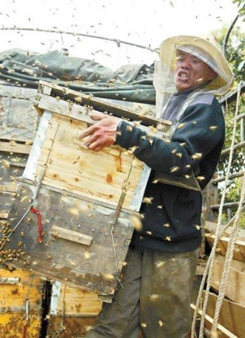 湘西百花蜜农家蜂蜜蜂巢蜜全国包邮好
