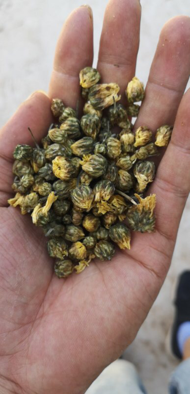 苏北菊胎菊大货每件10公斤质量中等产地直供批发价