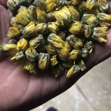 苏北菊胎菊大货每件10公斤质量中等产地直供批发价