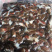 小龙虾虾尾，冻虾尾，一级虾尾，鲜活虾尾