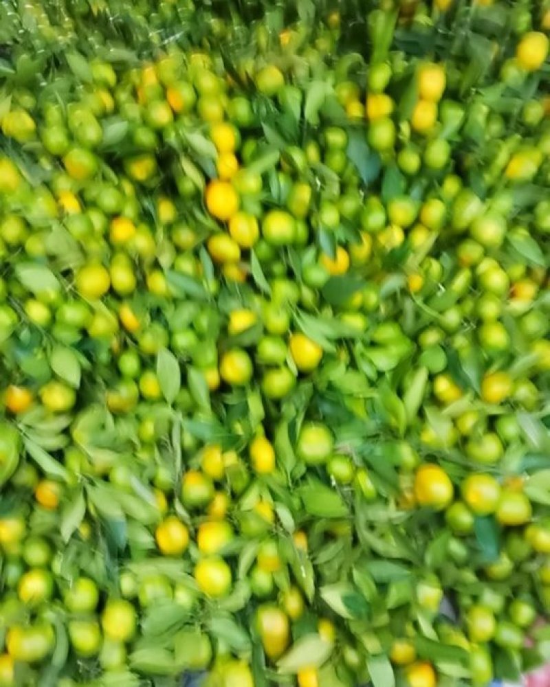 寻乌蜜橘普早中熟，包园订购，产地专业代办。