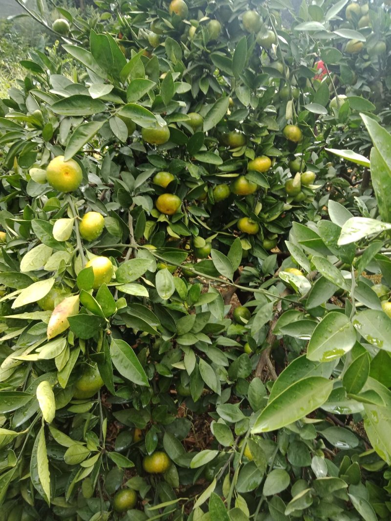 寻乌蜜橘普早中熟，包园订购，产地专业代办。