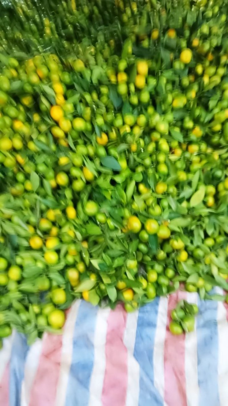 寻乌蜜橘普早中熟，包园订购，产地专业代办。