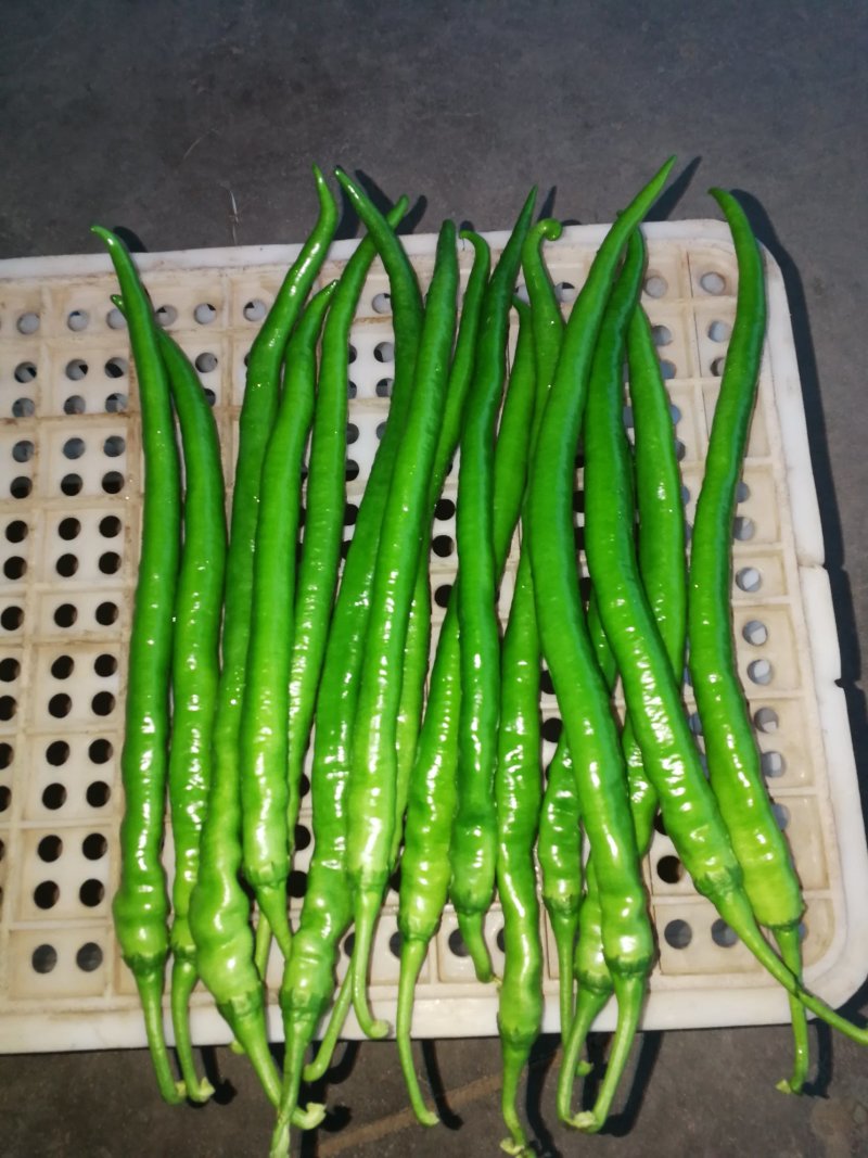 山东线椒，7号椒8号椒，颜色绿亮，新鲜，一手货源电商专供