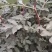 花椒苗50~80cm规格齐全基地批发直供
