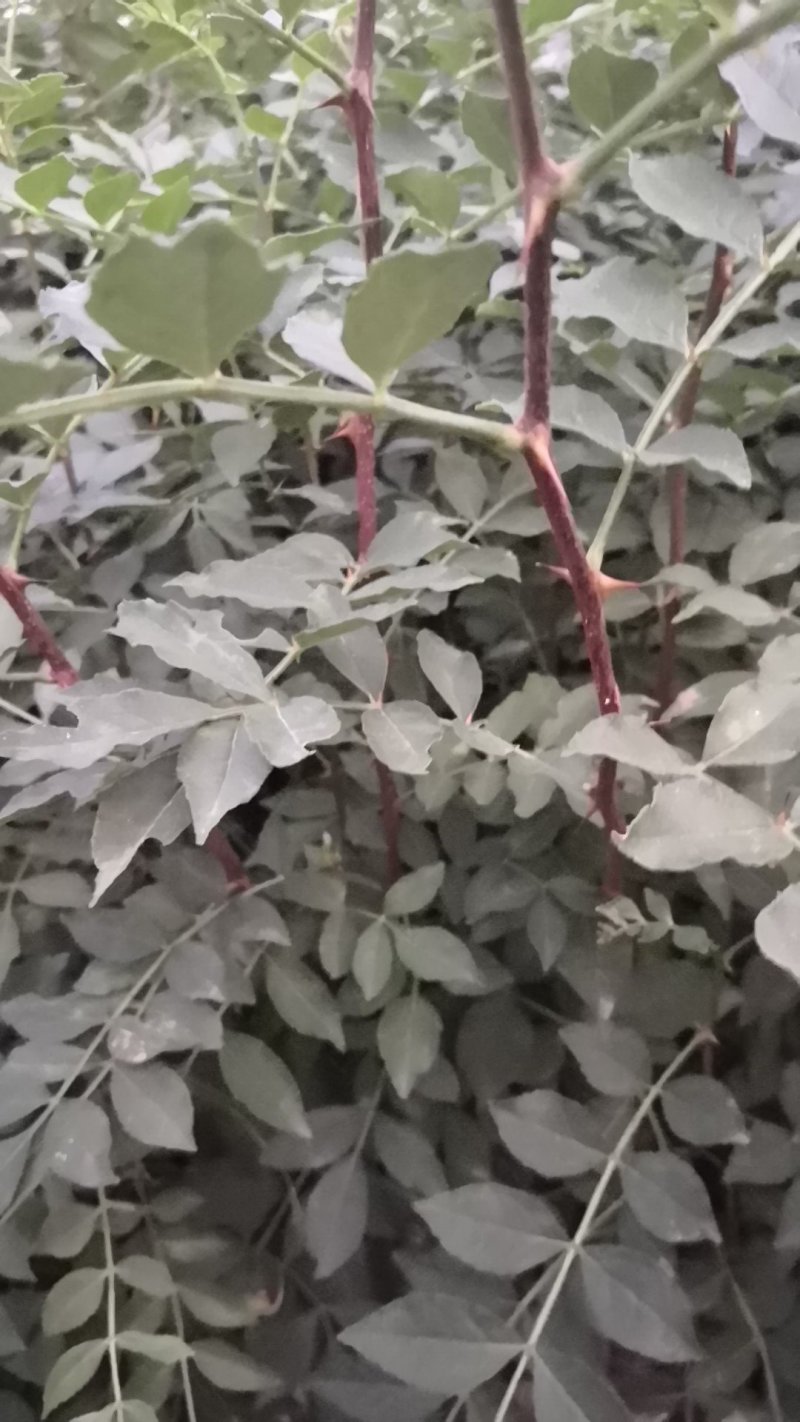 花椒苗50~80cm规格齐全基地批发直供