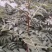 花椒苗50~80cm规格齐全基地批发直供
