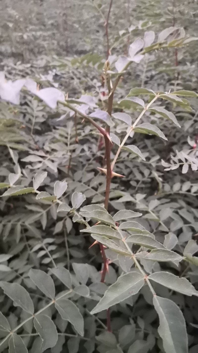 花椒苗50~80cm规格齐全基地批发直供