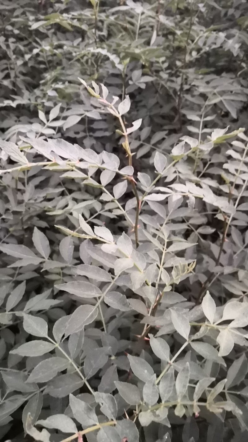 花椒苗50~80cm规格齐全基地批发直供