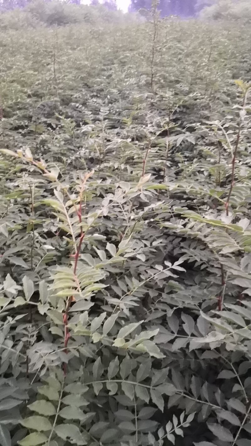 花椒苗50~80cm规格齐全基地批发直供