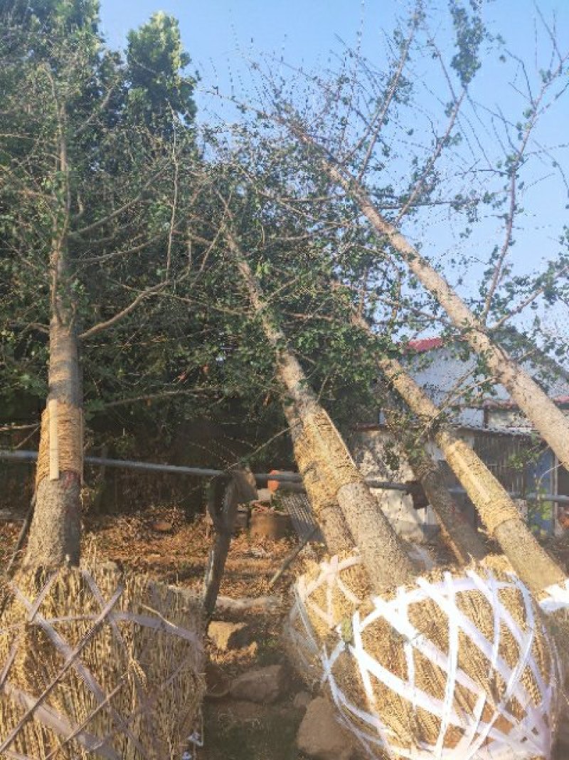 乔灌木山东银杏基地自产自销供应18公分银杏树，银杏树价格