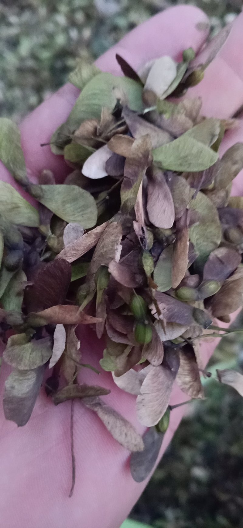 鸡爪槭种子，小叶鸡爪槭种子