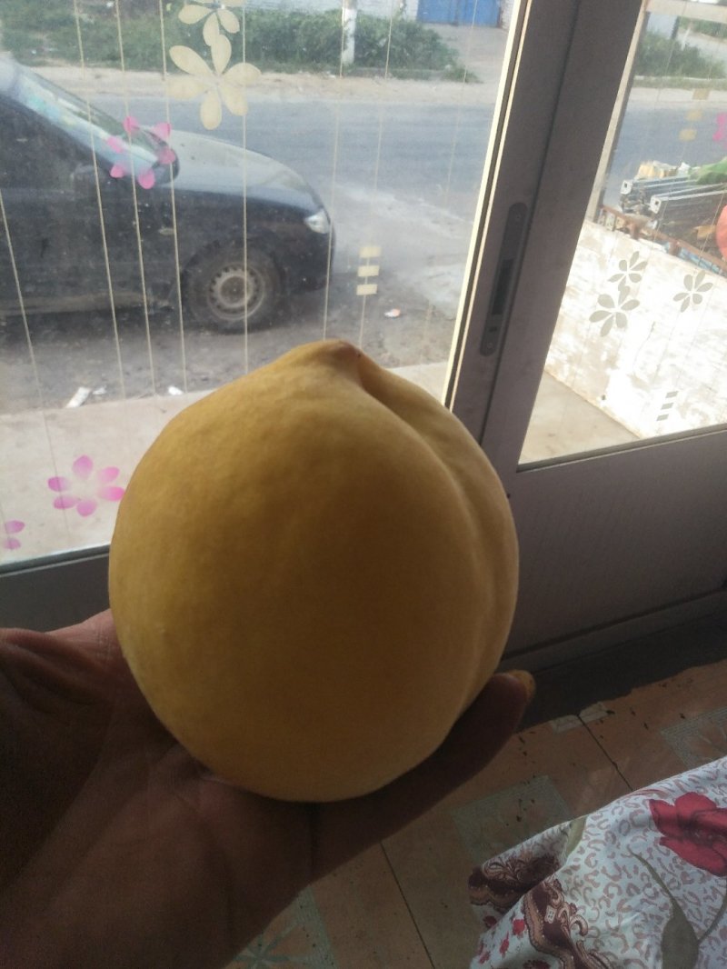 大红冠桃，黄桃