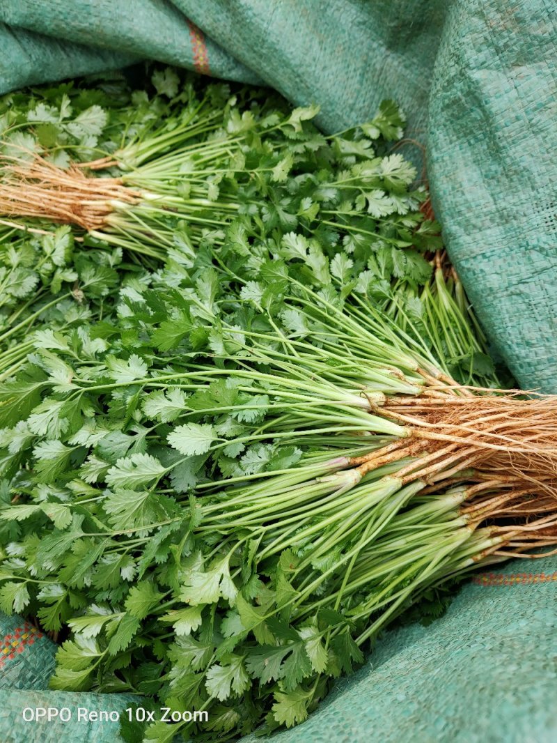 香菜新鲜上市大量现货产地直销保质保量良心卖家