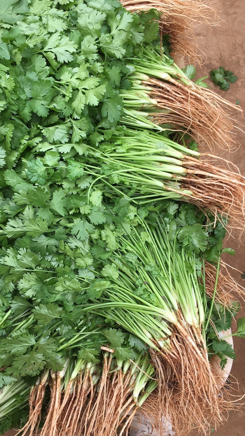 香菜新鲜上市大量现货产地直销保质保量良心卖家