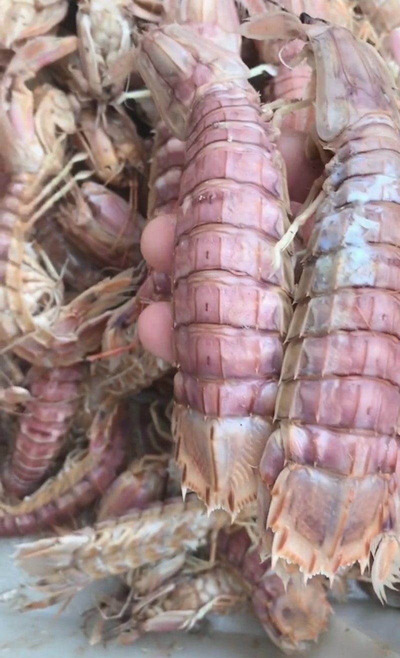 精品特级皮皮虾虾虎爬虾带籽熟冻渤海特产产地直发资质齐全