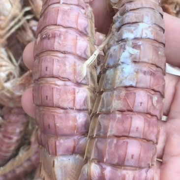 精品特级皮皮虾虾虎爬虾带籽熟冻渤海特产产地直发资质齐全
