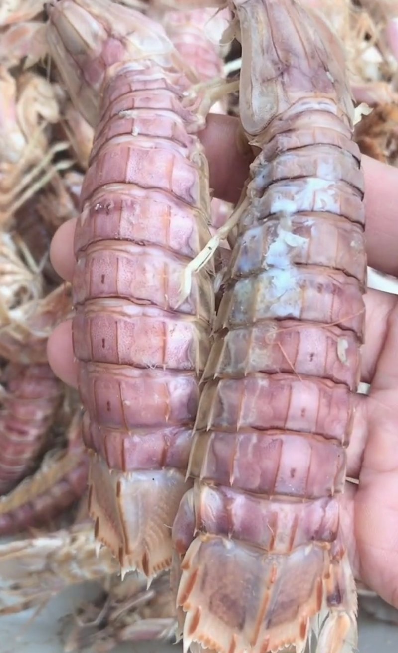 精品特级皮皮虾虾虎爬虾带籽熟冻渤海特产产地直发资质齐全