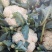 花菜